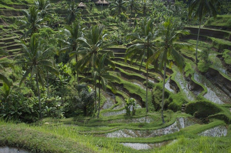Tegalalang Rice Terrace Bali Indonesia